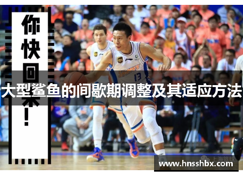 大型鲨鱼的间歇期调整及其适应方法
